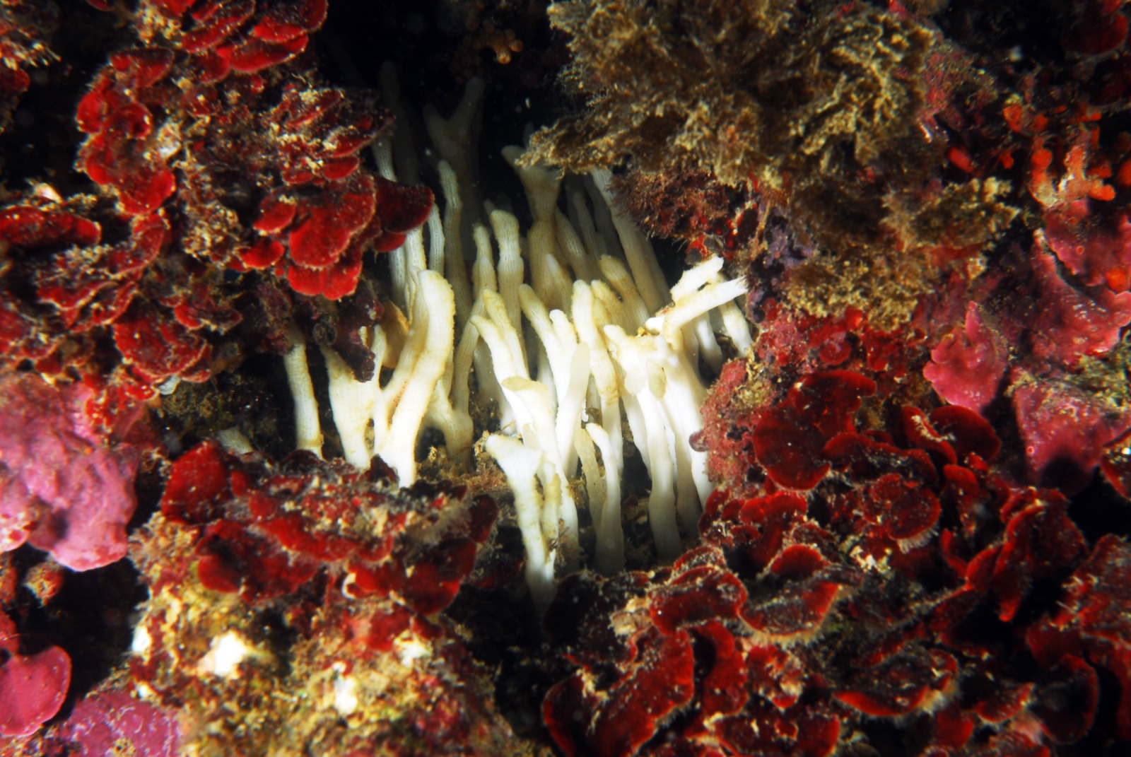 Nuova specie nel Mediterraneo