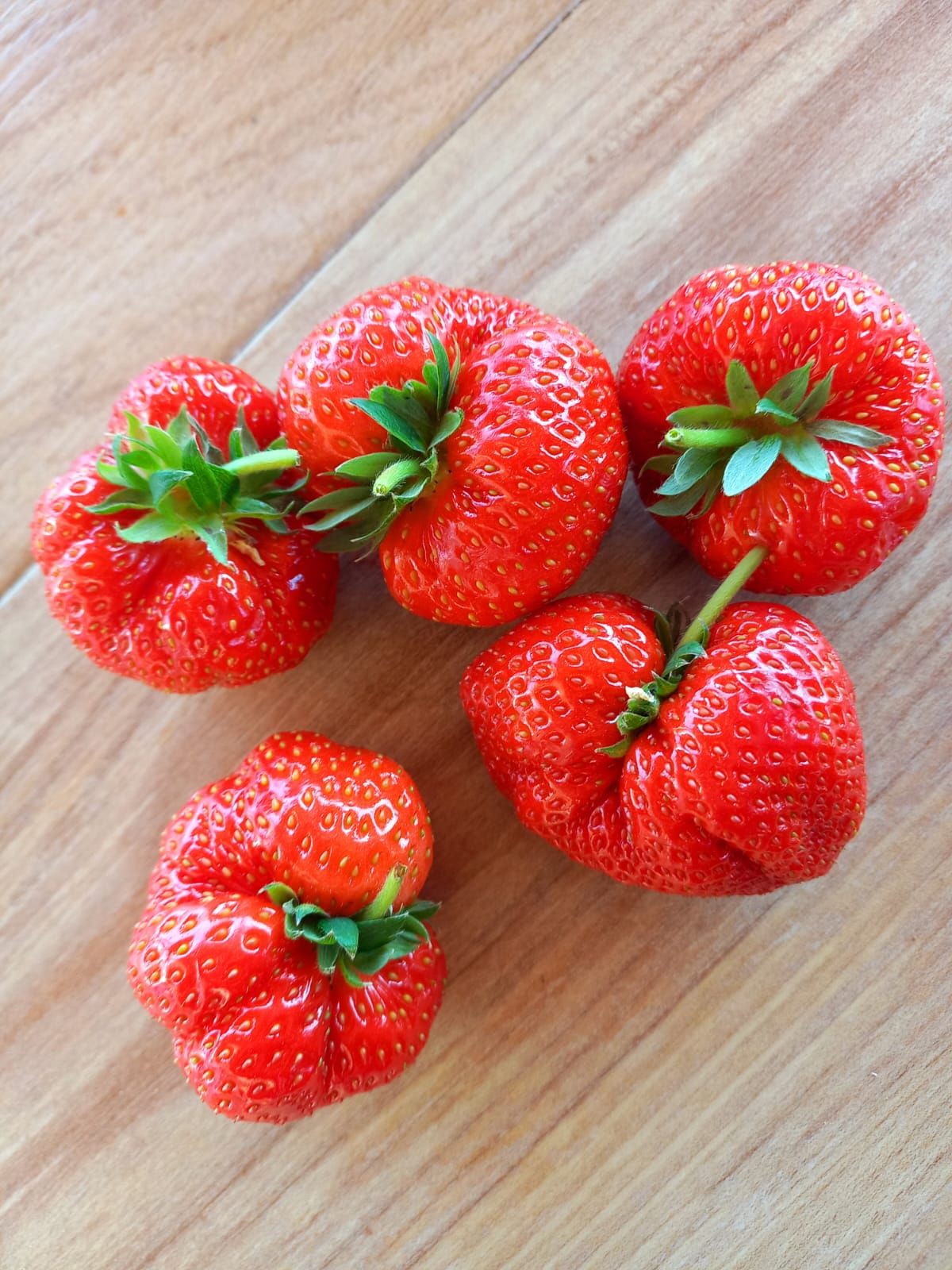 Fragola Favetta di Terracina